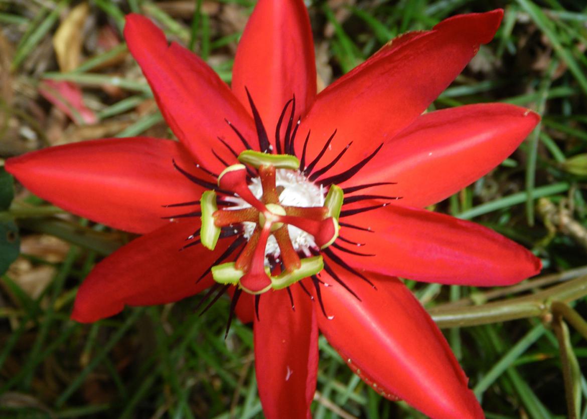A vibrant red flower.