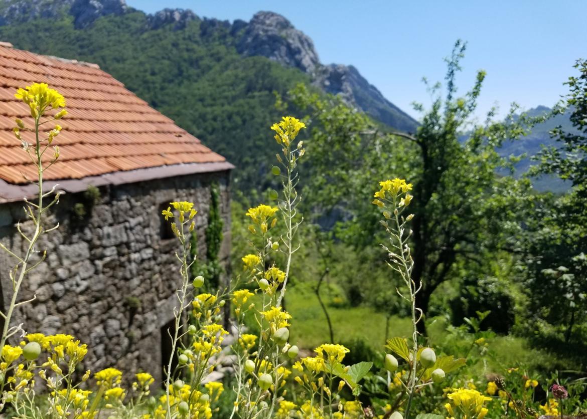 Yellow flowers growing on the top of a tall stem.  Part of a stone building.  A tree covered ridge.