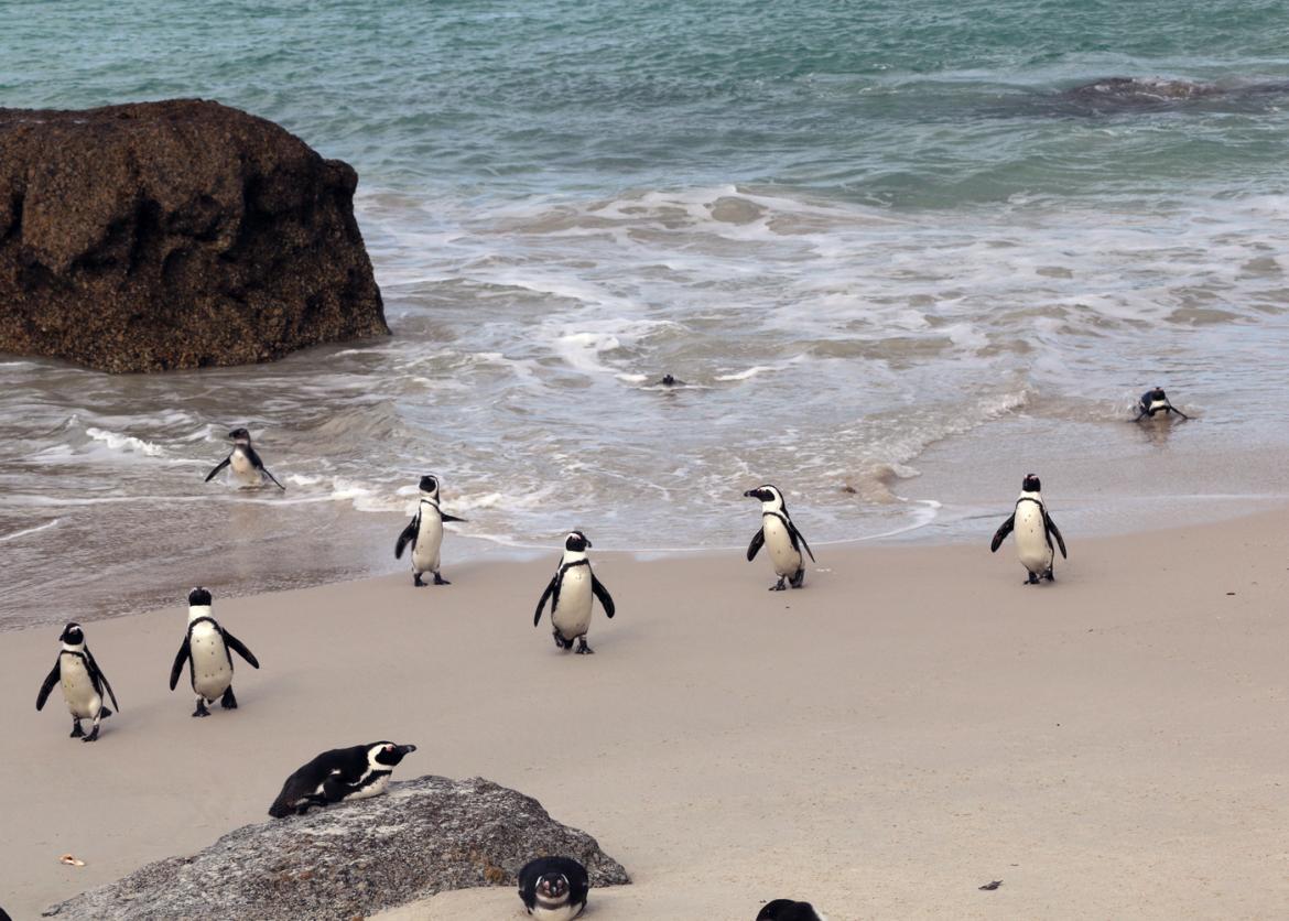 Sensational South Africa: Wildlife, Whales, and Wine