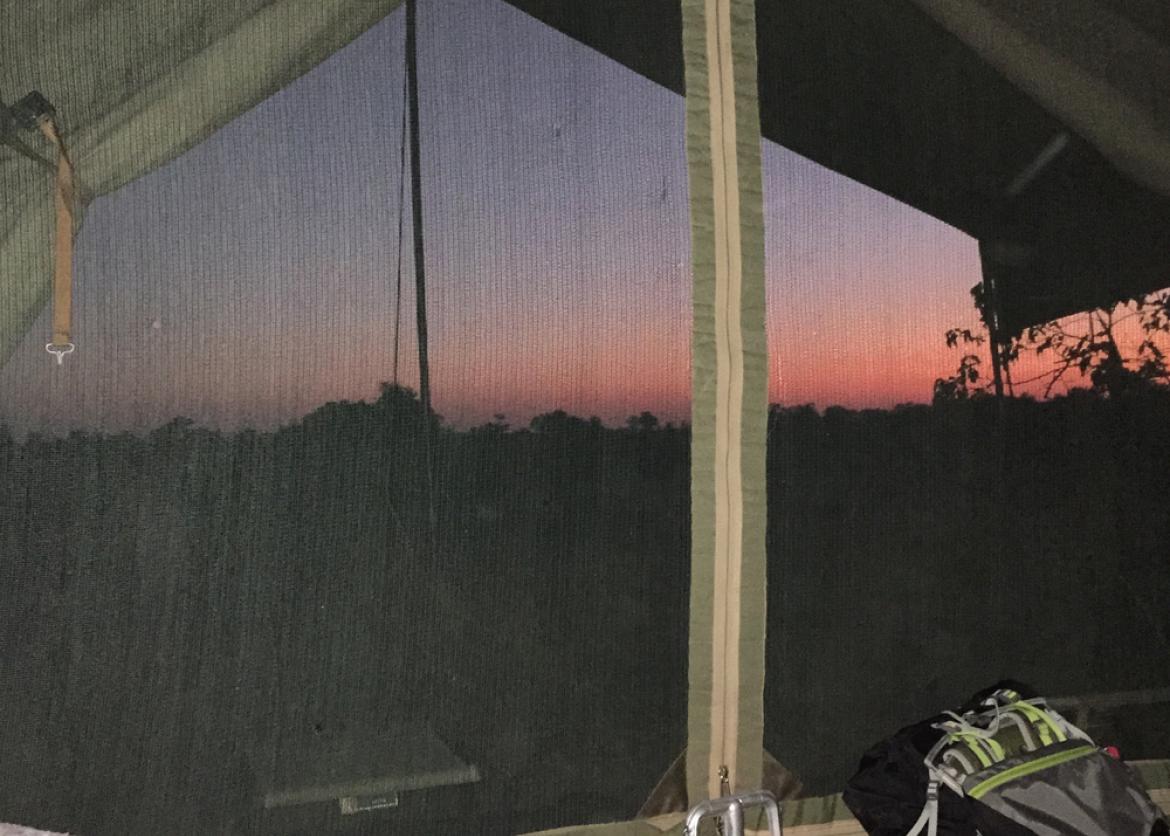 A view through a tent screen of a transitioning sky over a treetop horizon.