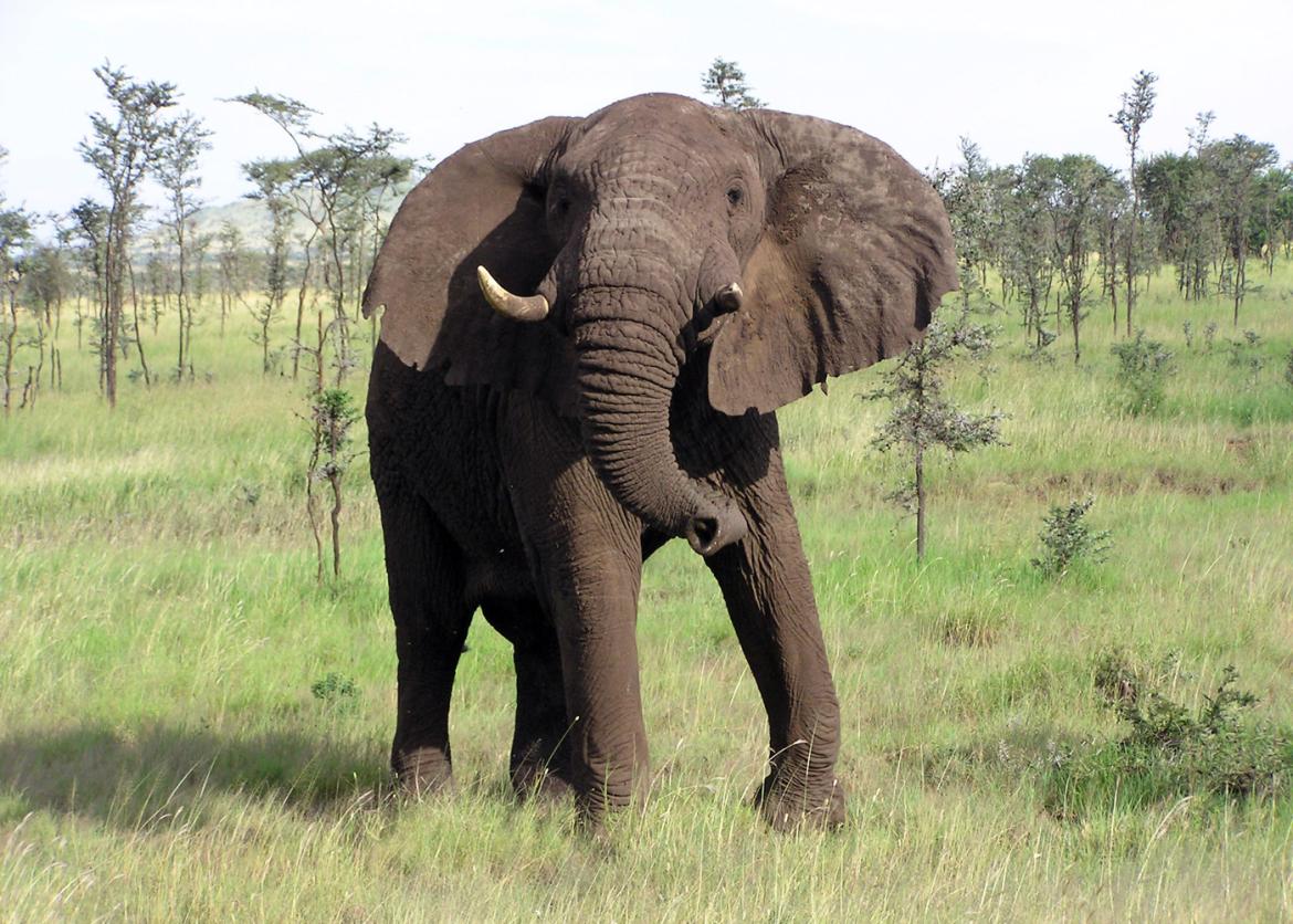 An elephant standing amidst thin trees and grass.
