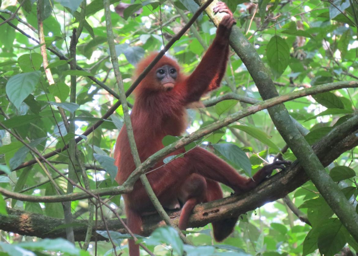 Borneo Explorer, Malaysia
