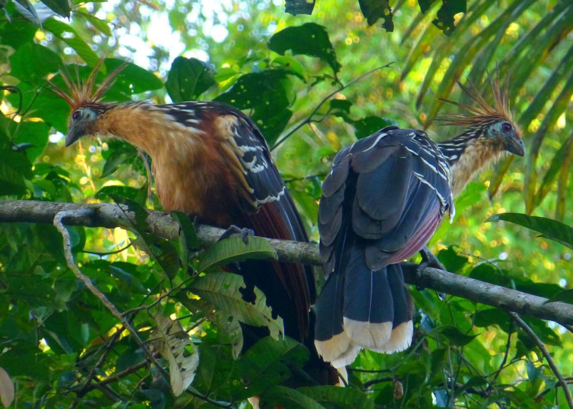 Exceptional Birds and Biodiversity in Ecuador