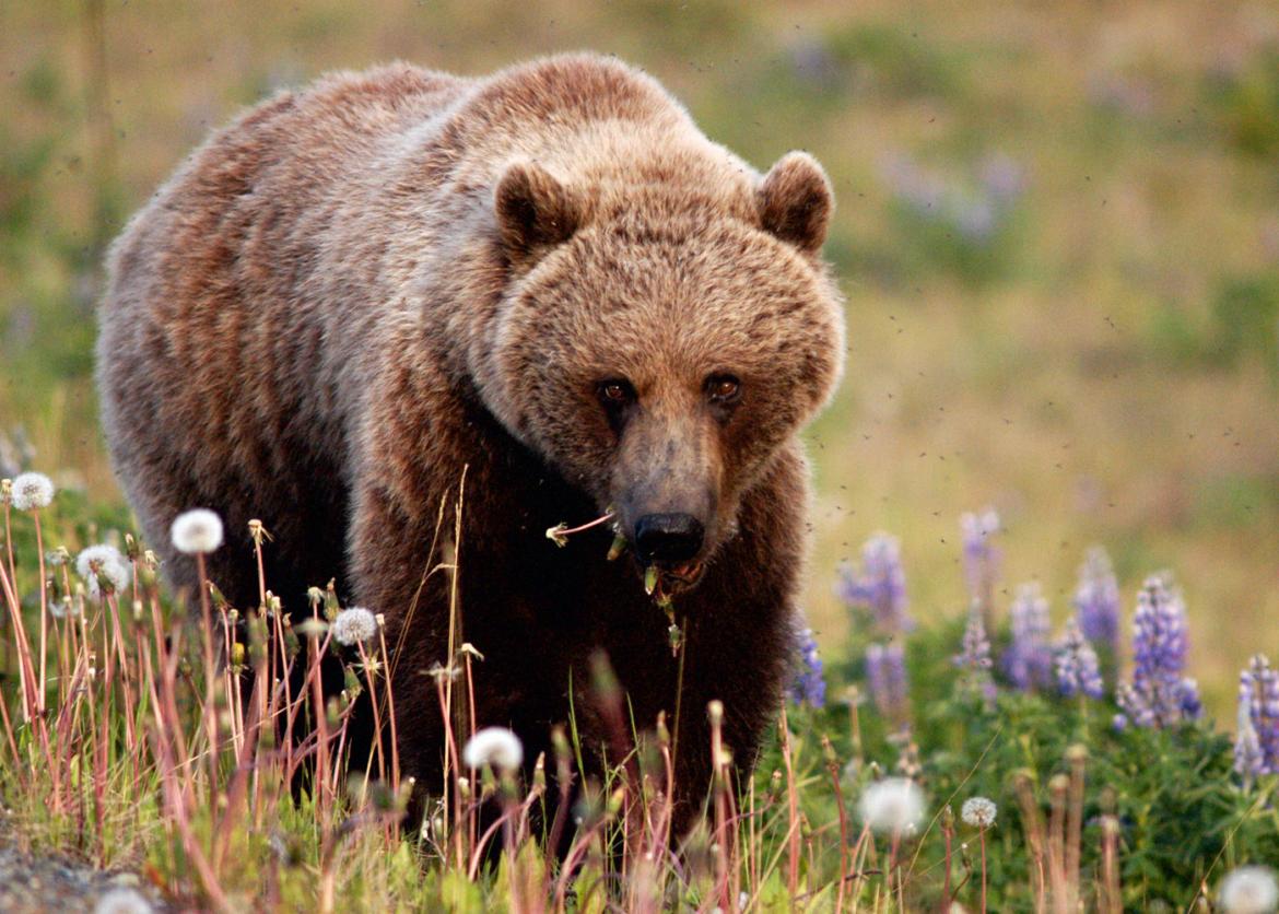 A brown grizzly bear on the grass field with flowers.