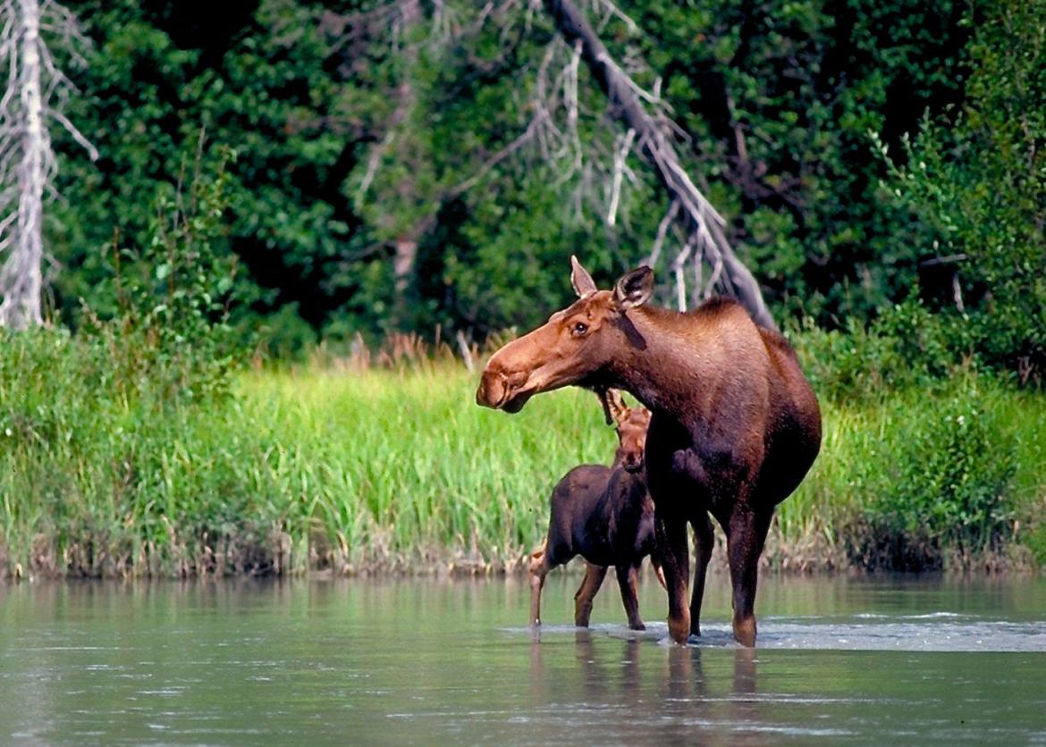 A horse and a baby horse standing in the lake.
