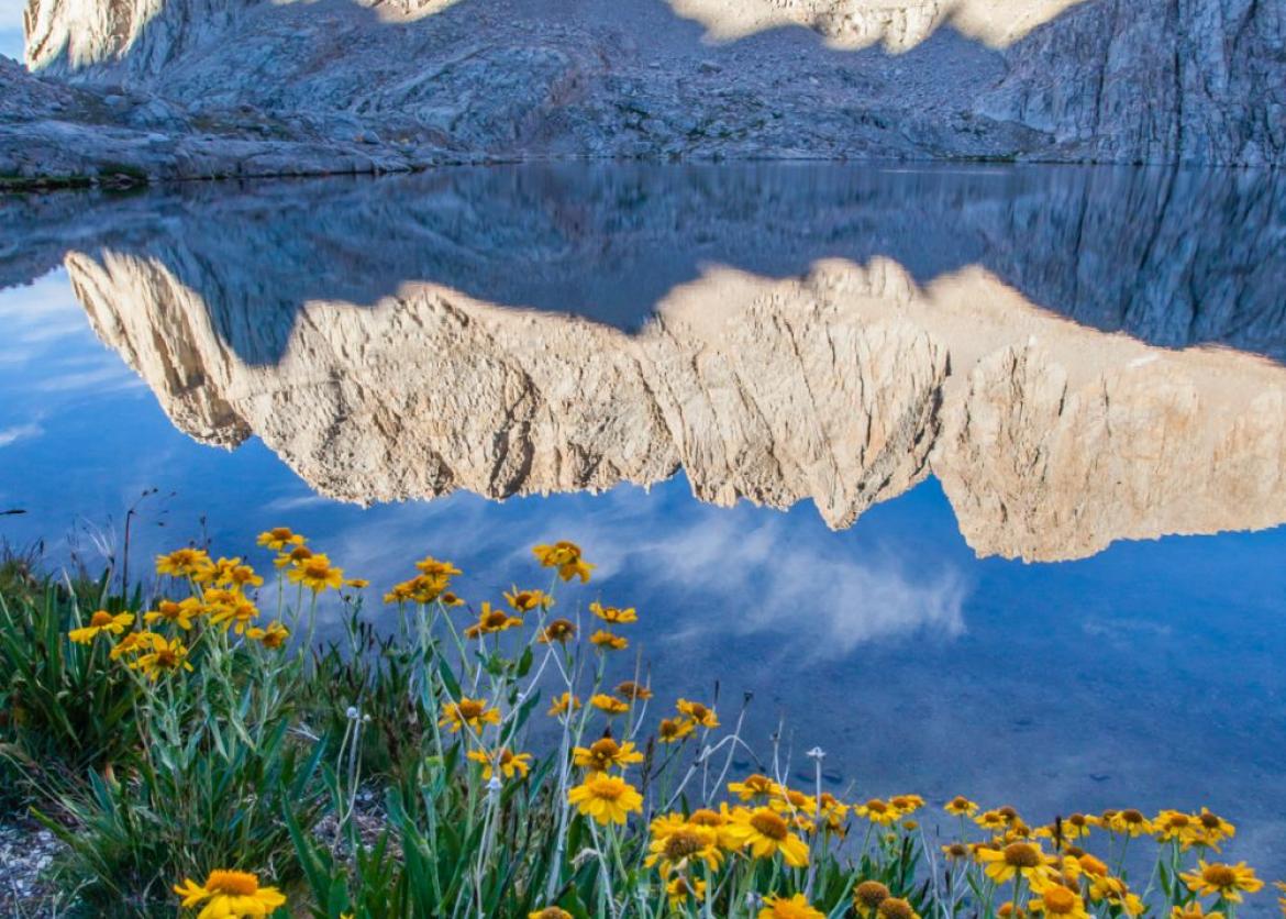 Yellow wildflowers in the foreground with a lake and mountains as a backdrop
