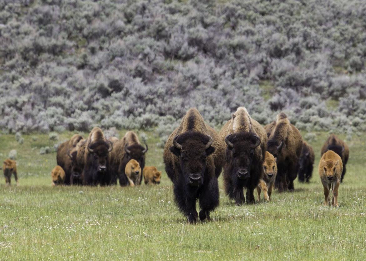 Yellowstone and Grand Teton Adventure for Women, Wyoming