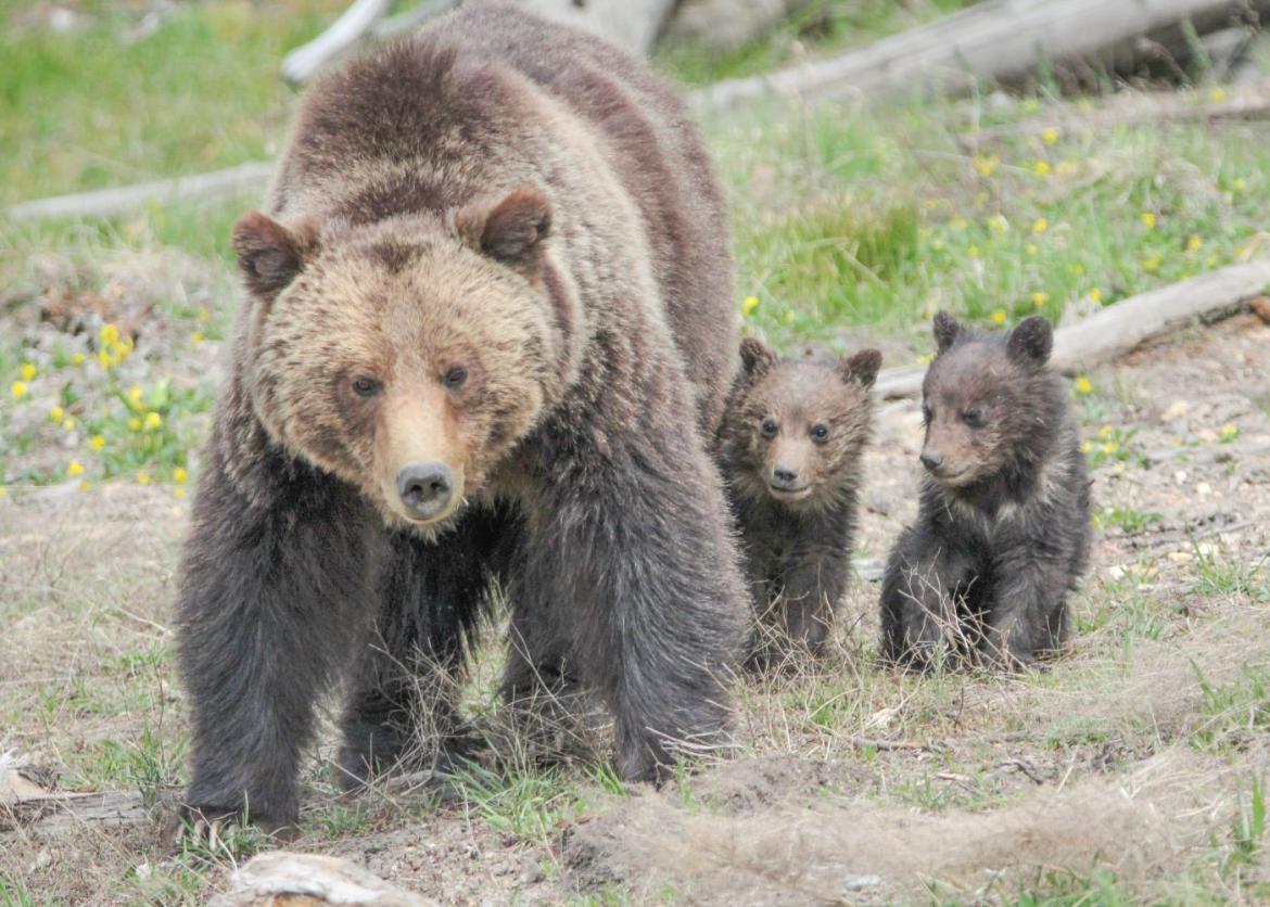 Yellowstone and Grand Teton Adventure for Women, Wyoming