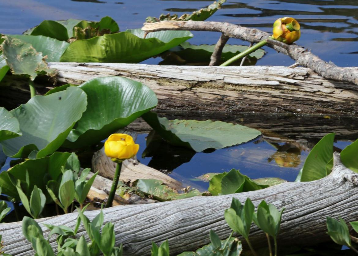 Logs, yellow flowers, and pads floating on the water.