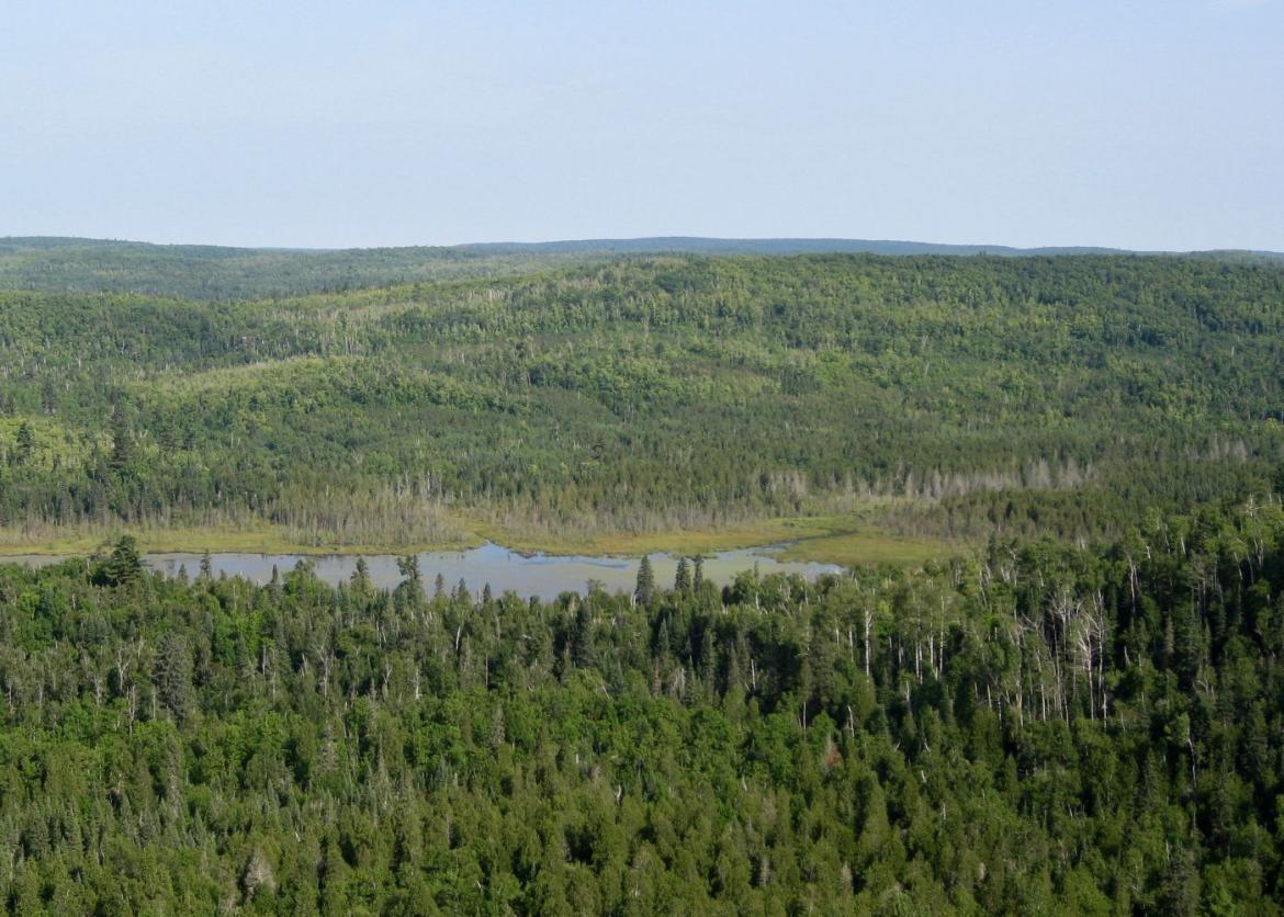 A wide view of the trees surrounding the lake.