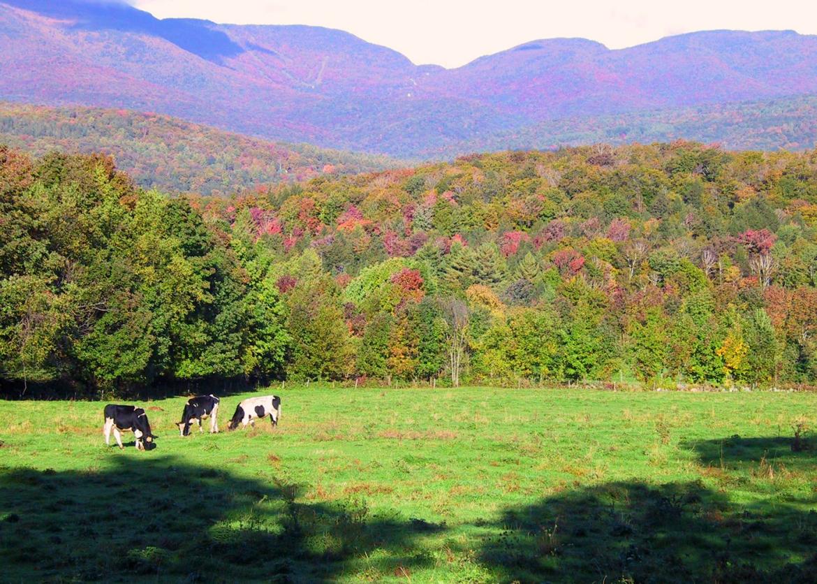 Cows grazing in meadow with tree-covered hills in background.