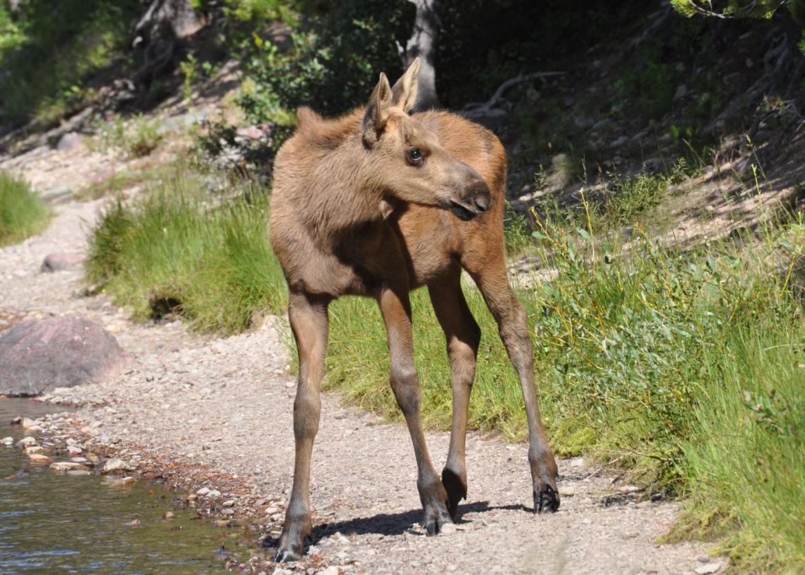 A young moose calf standing on the shore.