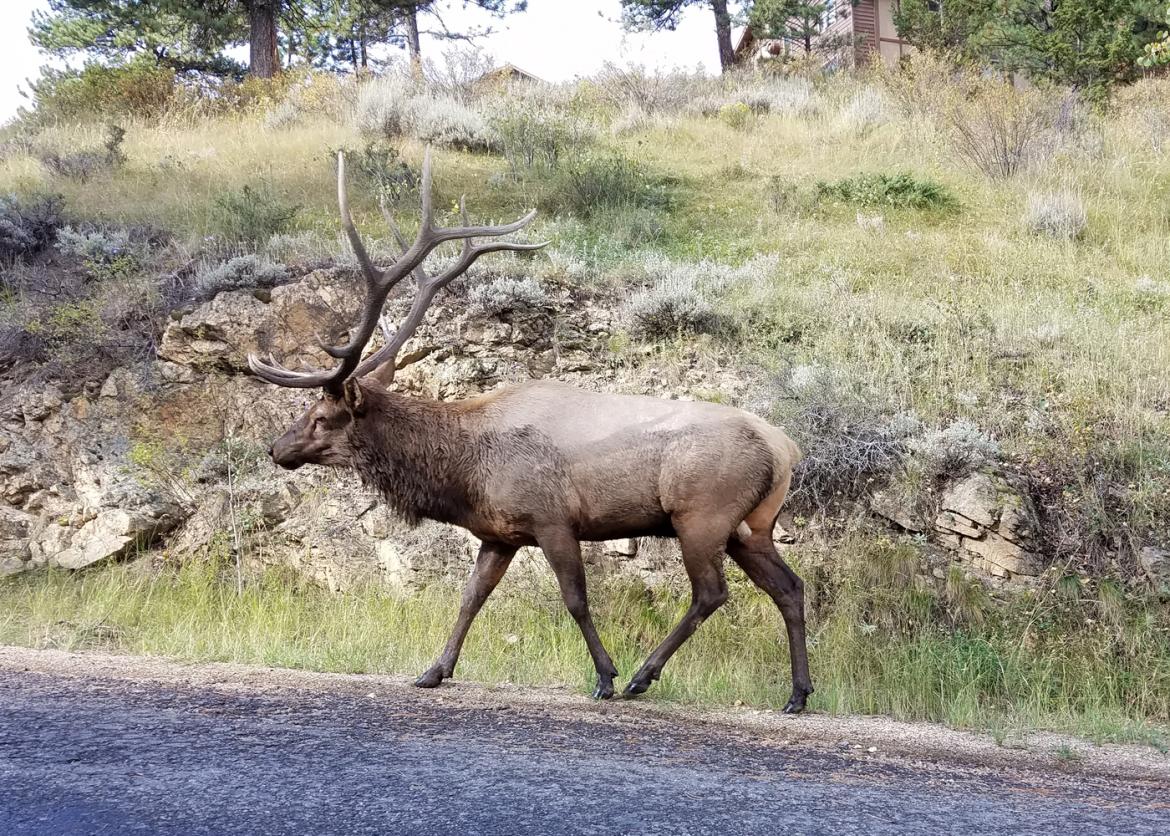 An elk with massive antlers walks by the side of a path.