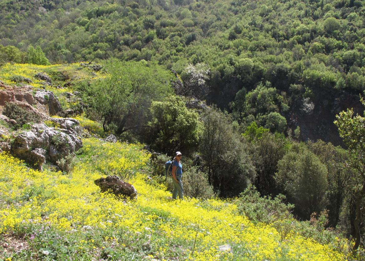 A person standing on the edge of a field of wildflowers where it meets a slope of shrubbery.