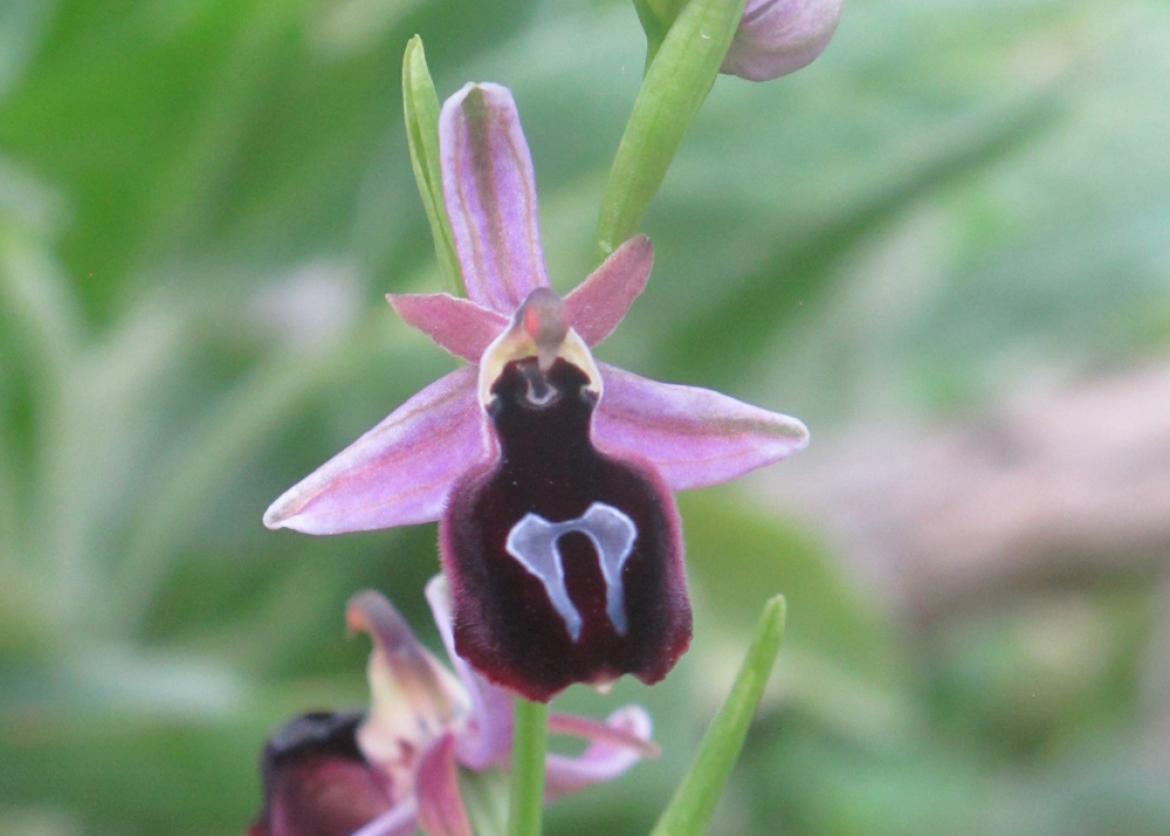 A horseshoe bee orchid; a purple flower with three lighter triangular leaves and a dark lip with a mark shaped like a horeshoe.