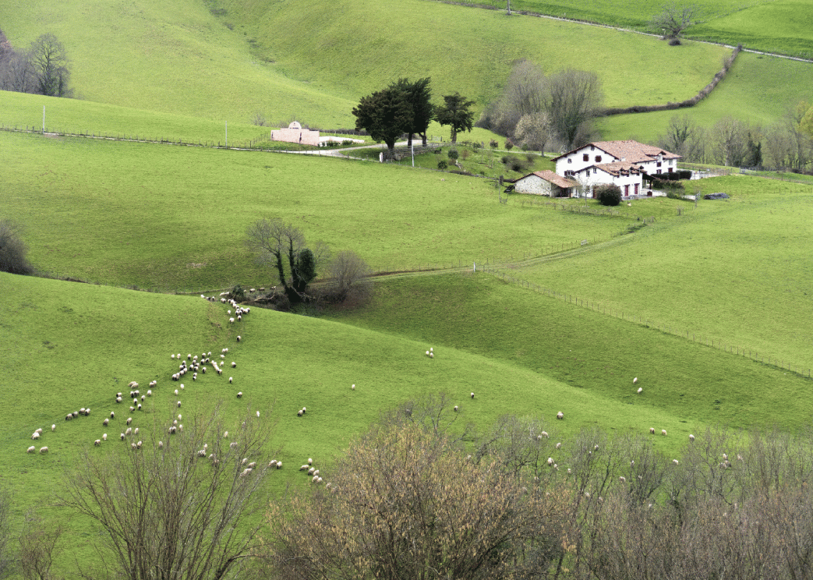 Traversing the SpanisA flock of sheep graze on a grassy field.  Further on lies a farmhouse.h Pyrenees