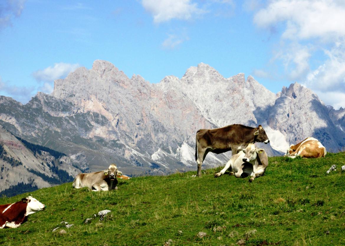 Cows sitting and resting in a grassy field. In the background is a sheer rocky ridge.