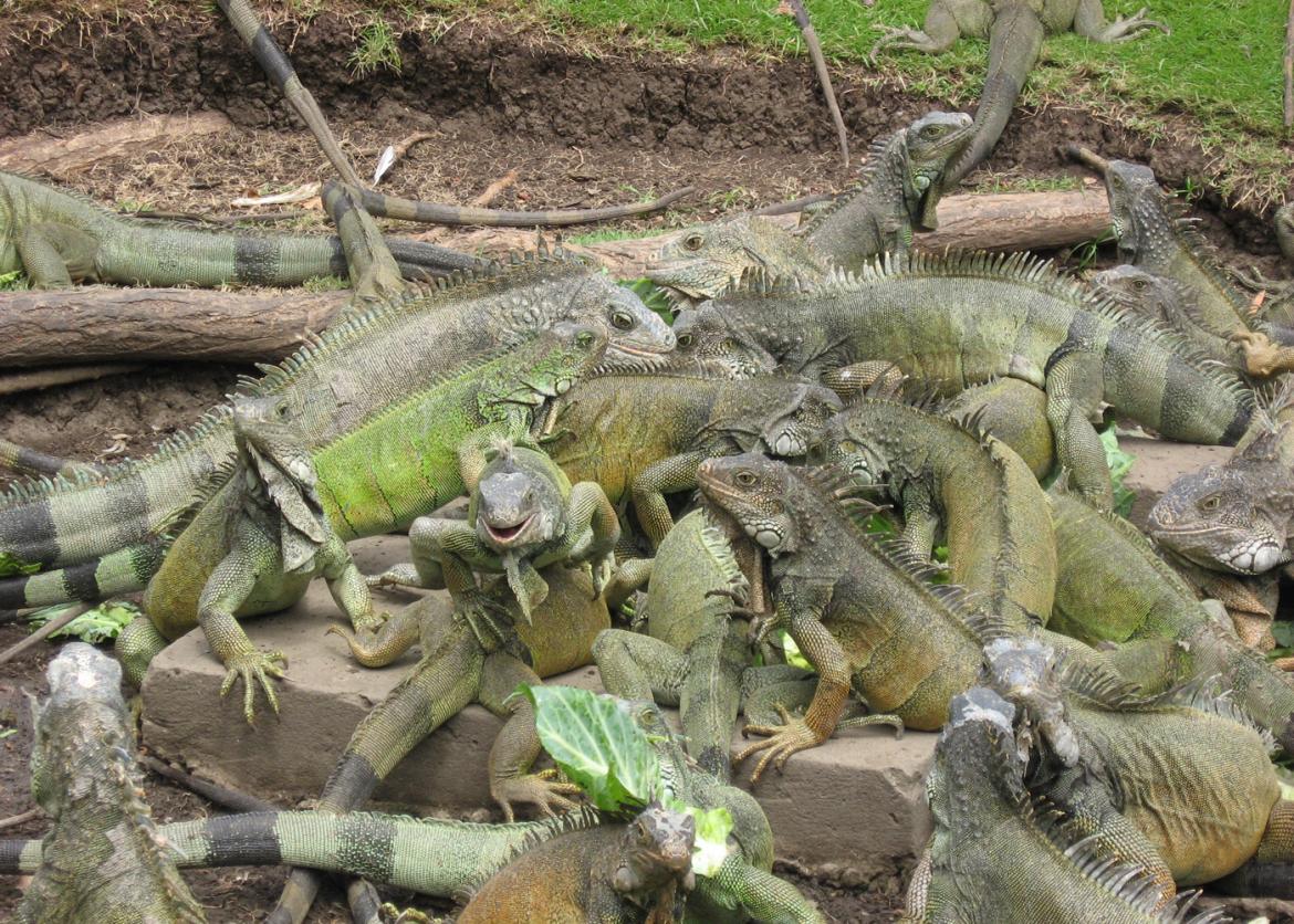 Numerous iguanas, some piled on top of each other.