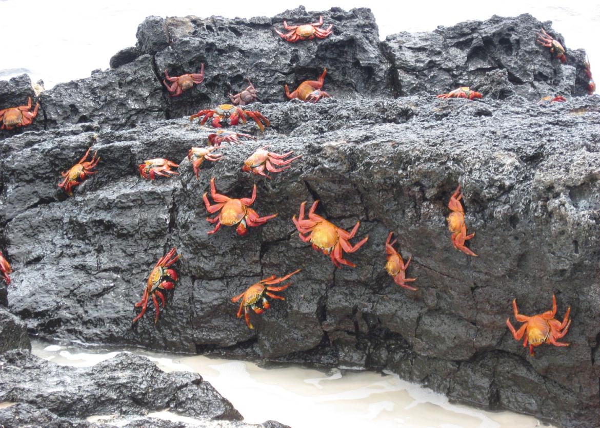 Bright red-orange crabs crawl over wet rocks.