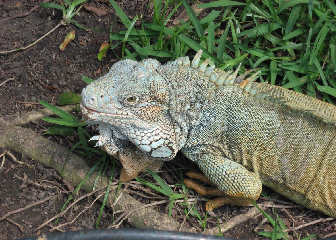 An Iguana in the Galápagos Islands, Ecuador 