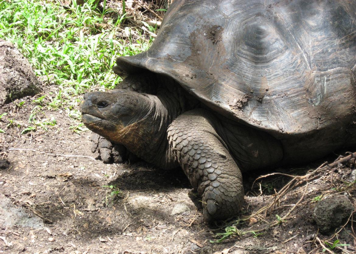 A tortoise in the Galápagos Islands, Ecuador