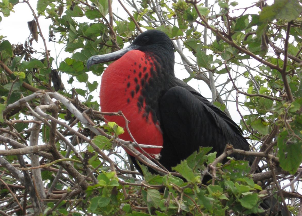A bird perched at the top of a tree.  It has red breast feathers and a black back.