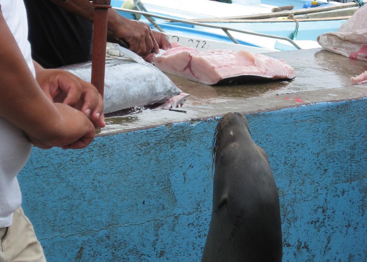 A seal stretches its neck toward a fish fillet on top of a dock wall.  A man cuting fish.