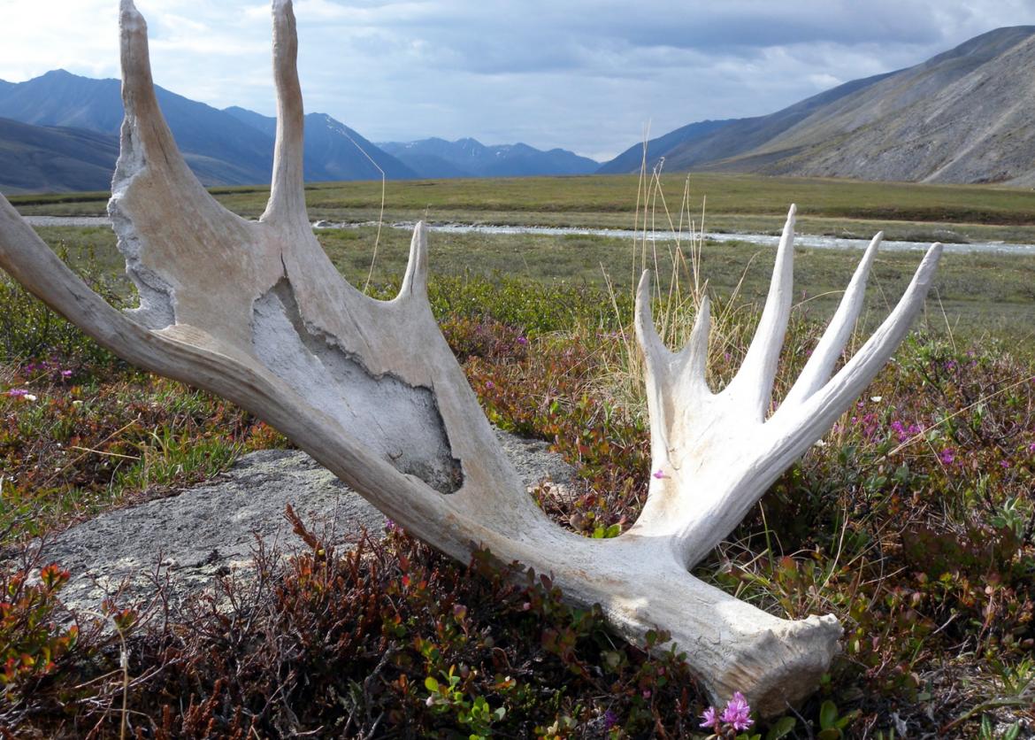 Wildlife and Wonder at the Top of the World, Arctic National Wildlife Refuge, Alaska
