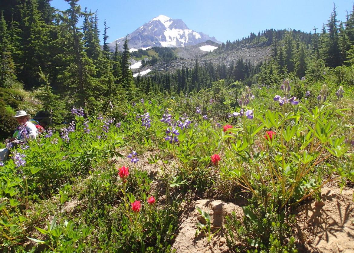 Trekking on the Timberline Trail, Mt. Hood, Oregon