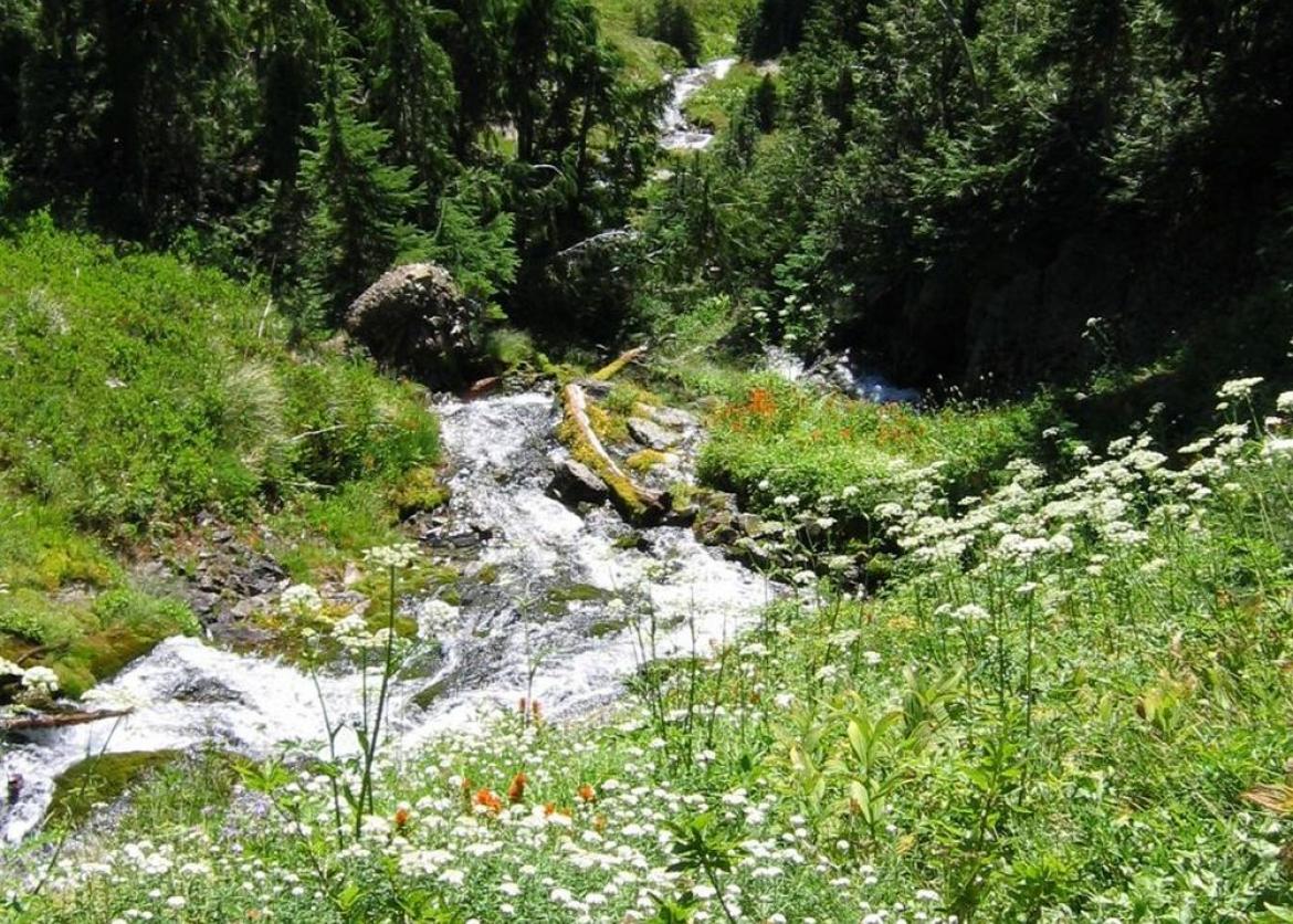 A stream rushing through a meadow of wildflowers.