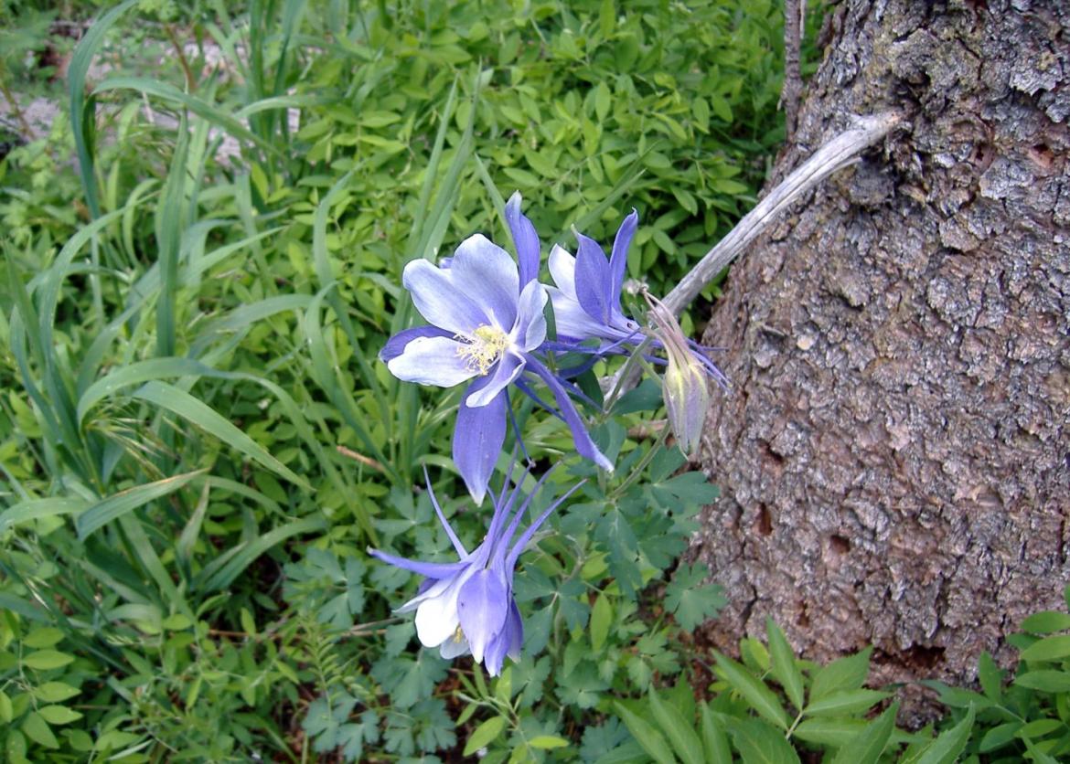 Beginner Backpacking in Colorado's South San Juan Wilderness