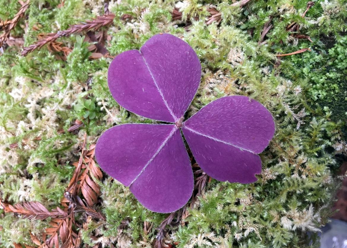 Vibrant purple plant with three clover leaves, against a mossy backdrop.