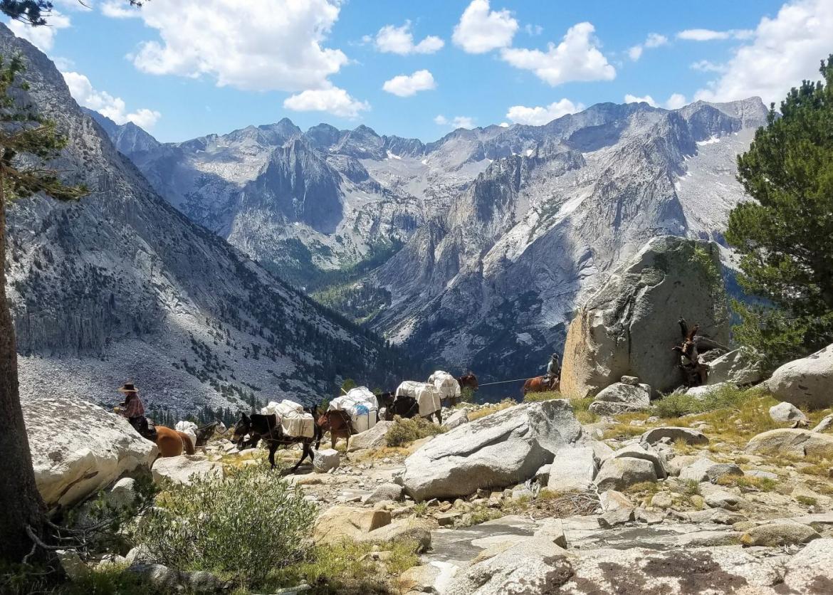 Pack mules help haul gear along the trail
