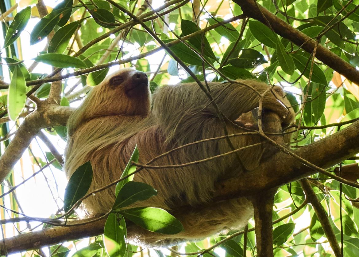 A sloth in a tree.