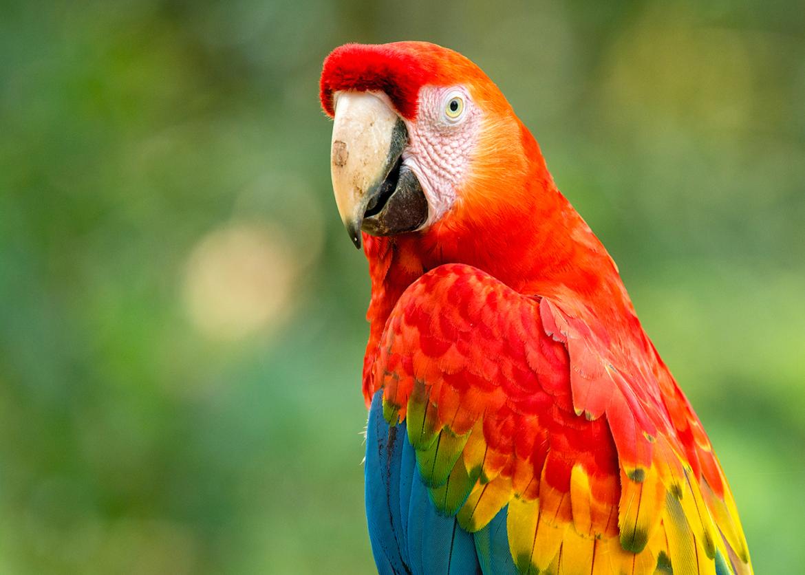 Jungles of Peru: Birds and Wildlife