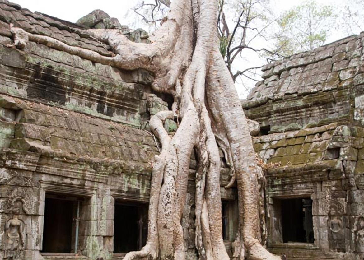 Tree roots grow over the roof and walls of an ancient stone building.
