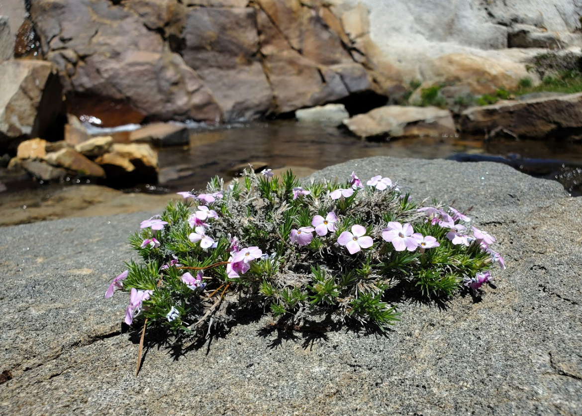 Purple-white gradient flowers growing in a bush in the middle of a rock