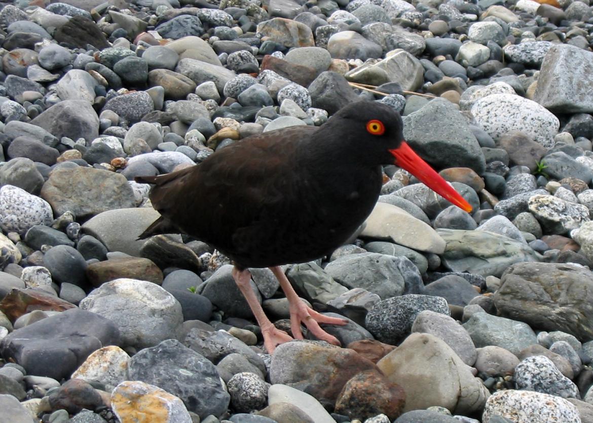 A bird standing on top of rocks.  The birds beak is bright orange, its eye is yellow and and rimmed with orange.