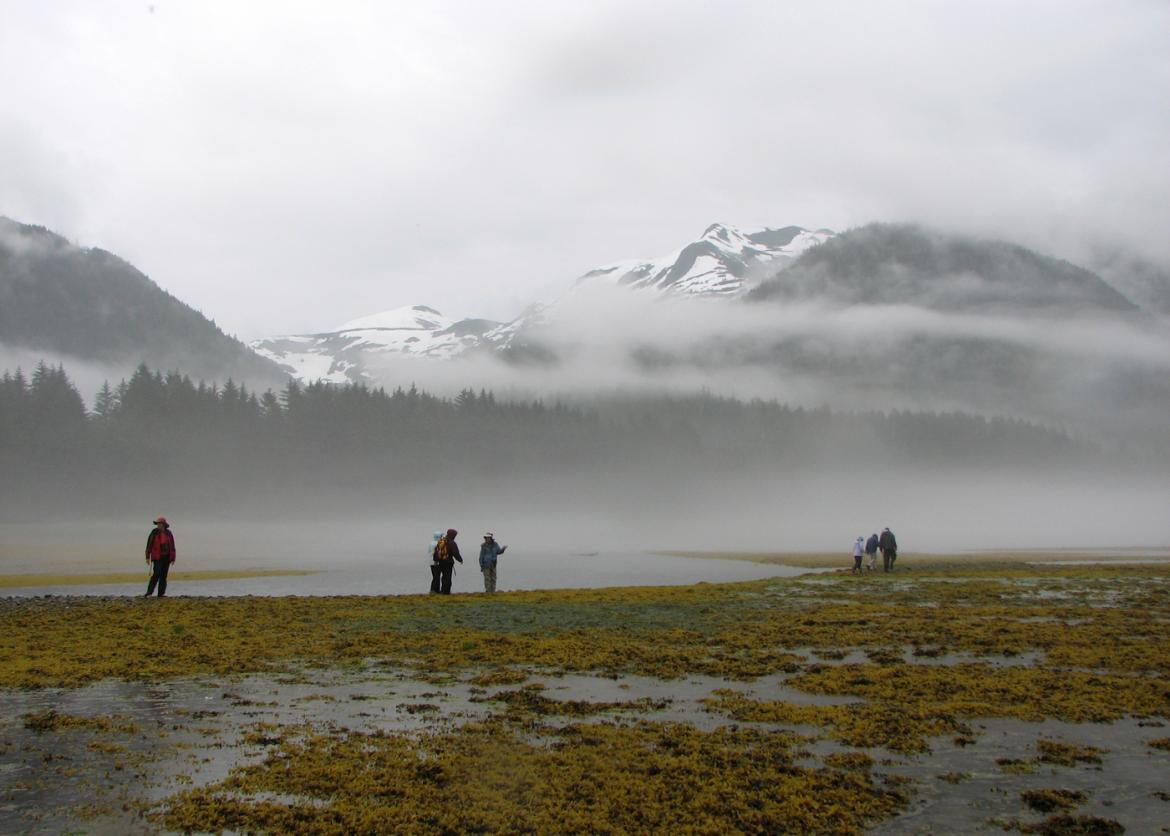 A group of people walk through a mossy marsh on a foggy day.  Forest and snowy mountains stand in the distance.