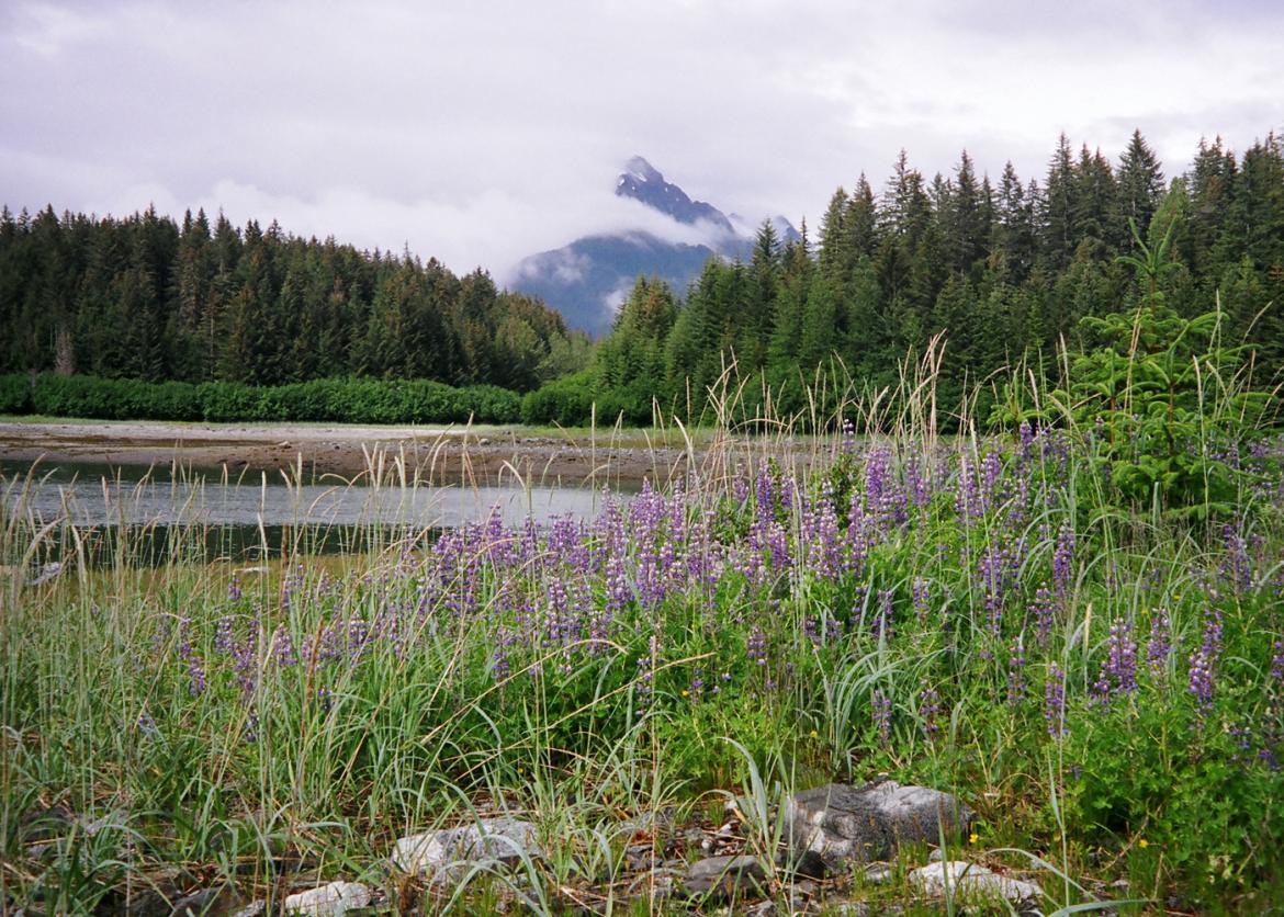 Purple wildflowers and reeds grow upright near water.  Further away is a verdant forest as well as a mountain, partially obscured by fog.