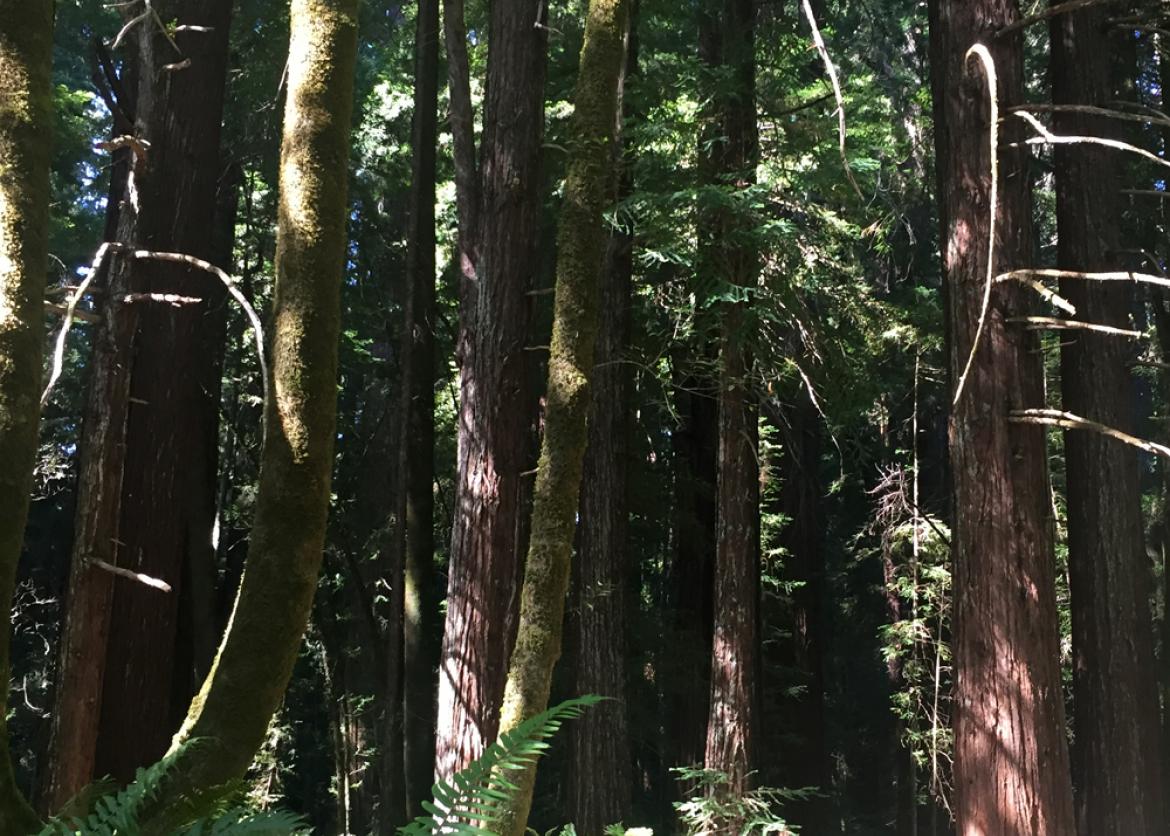 A forest of redwoods.