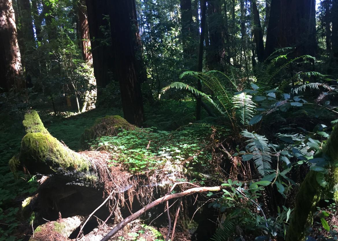 Ferns growing in a redwood forest.