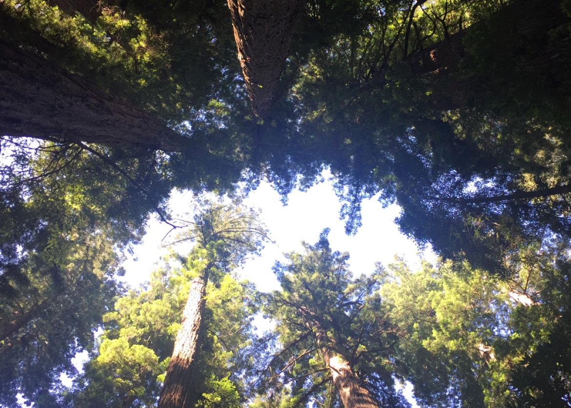 A view up into a clearing of towering redwoods.