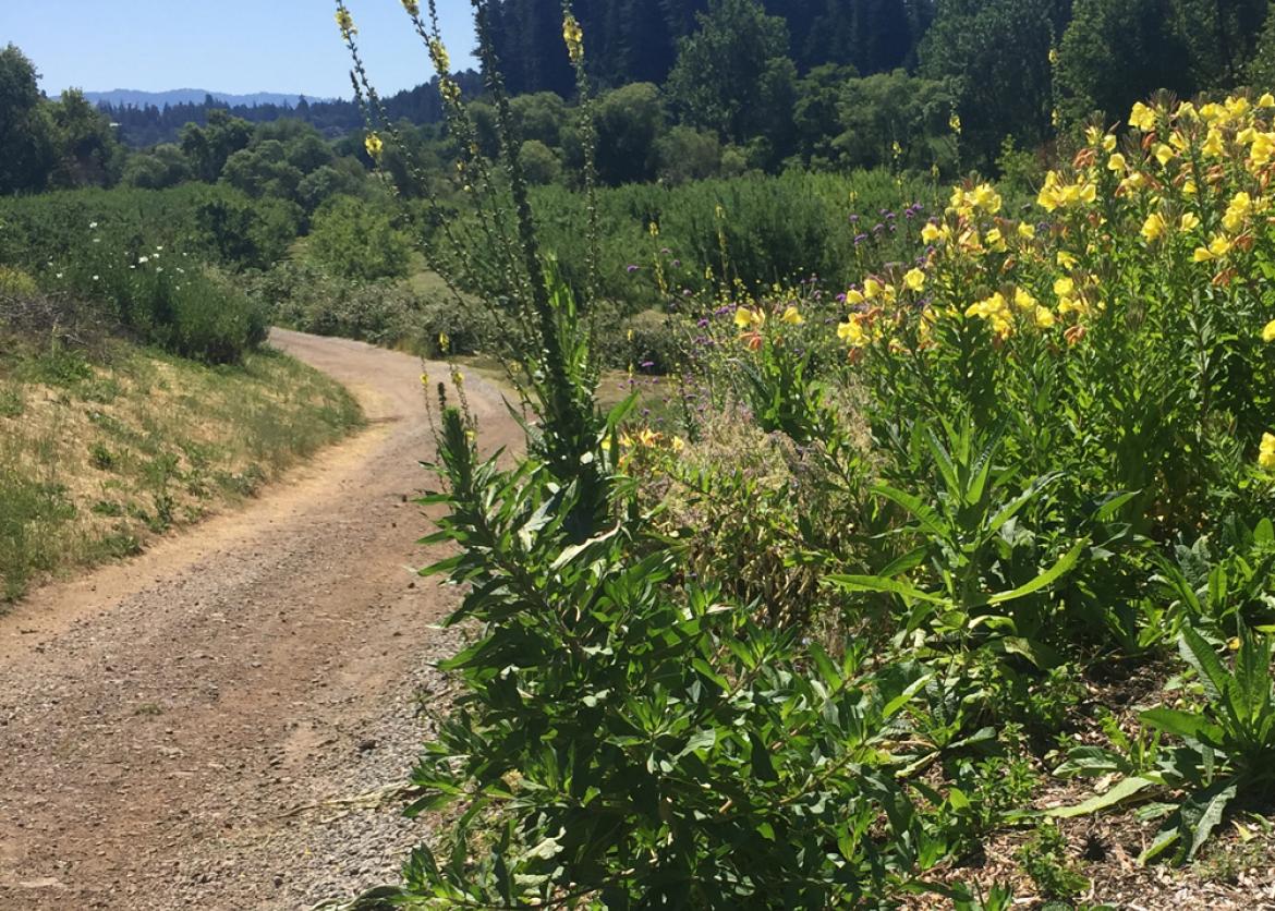 A trail with plants and yellow flowers.