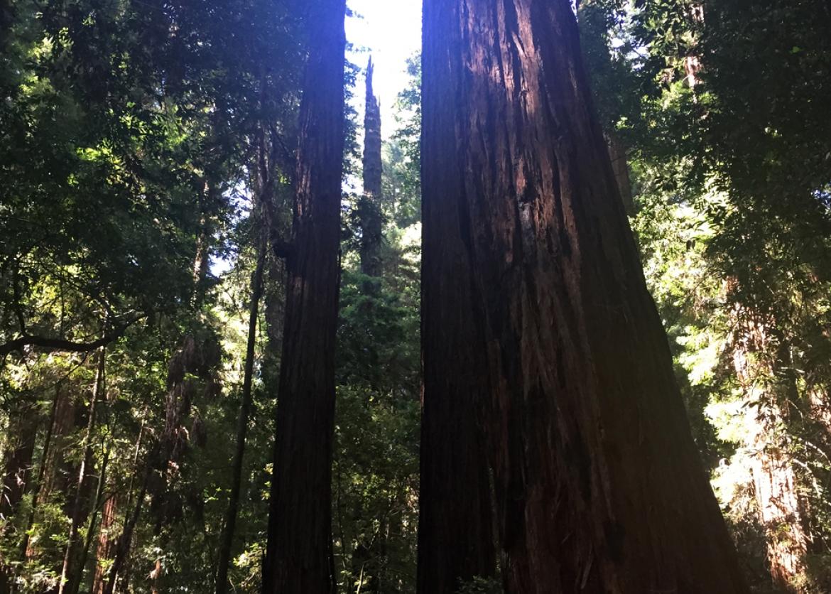 A view up onto towering redwoods.