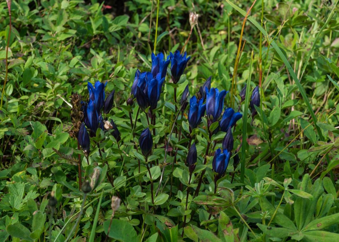 Mountain bog gentians, bright blue flowers with buds opening upwards.