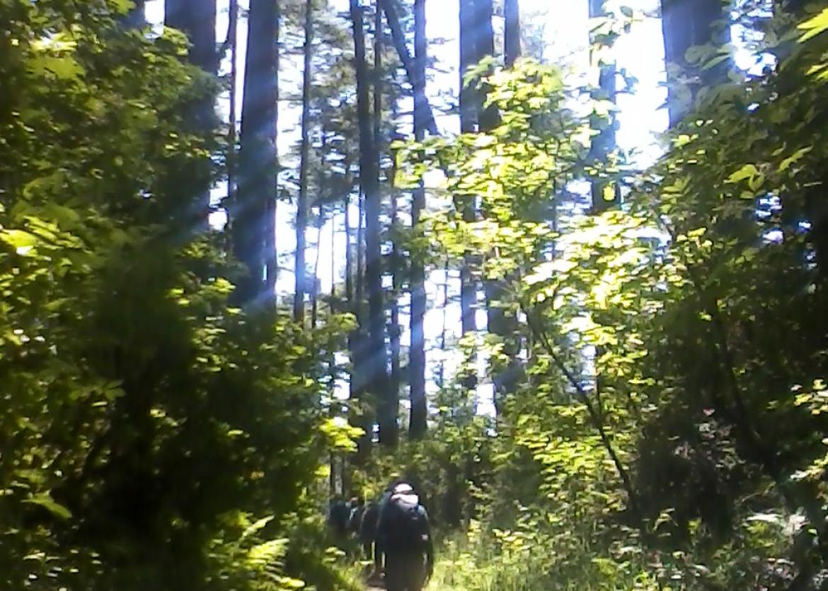 Hikers walk down a forest path as sunlight streams between the trees.