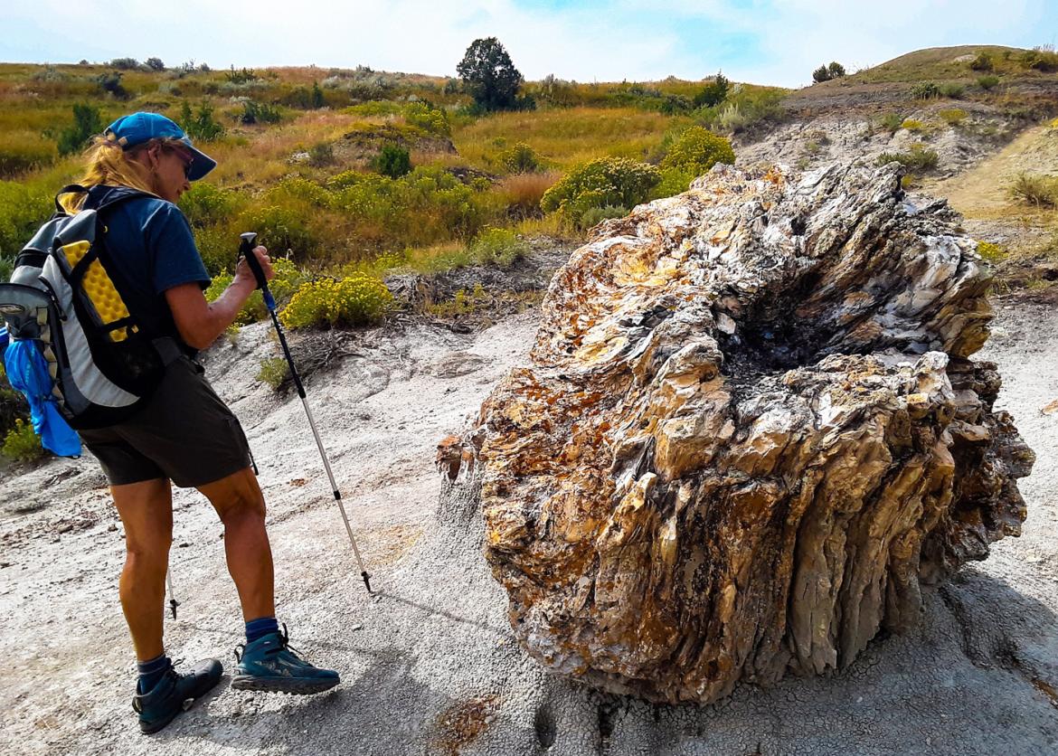 A hiker next to a fossilized tree stump.