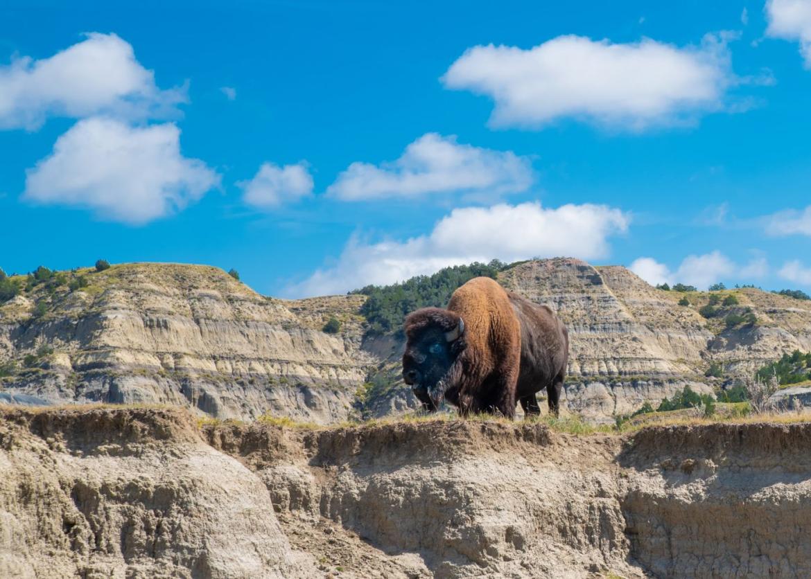 A buffalo walking on the mountain with white clouds in the sky blue.