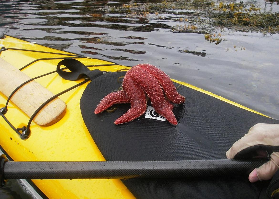 A red starfish on a canoe
